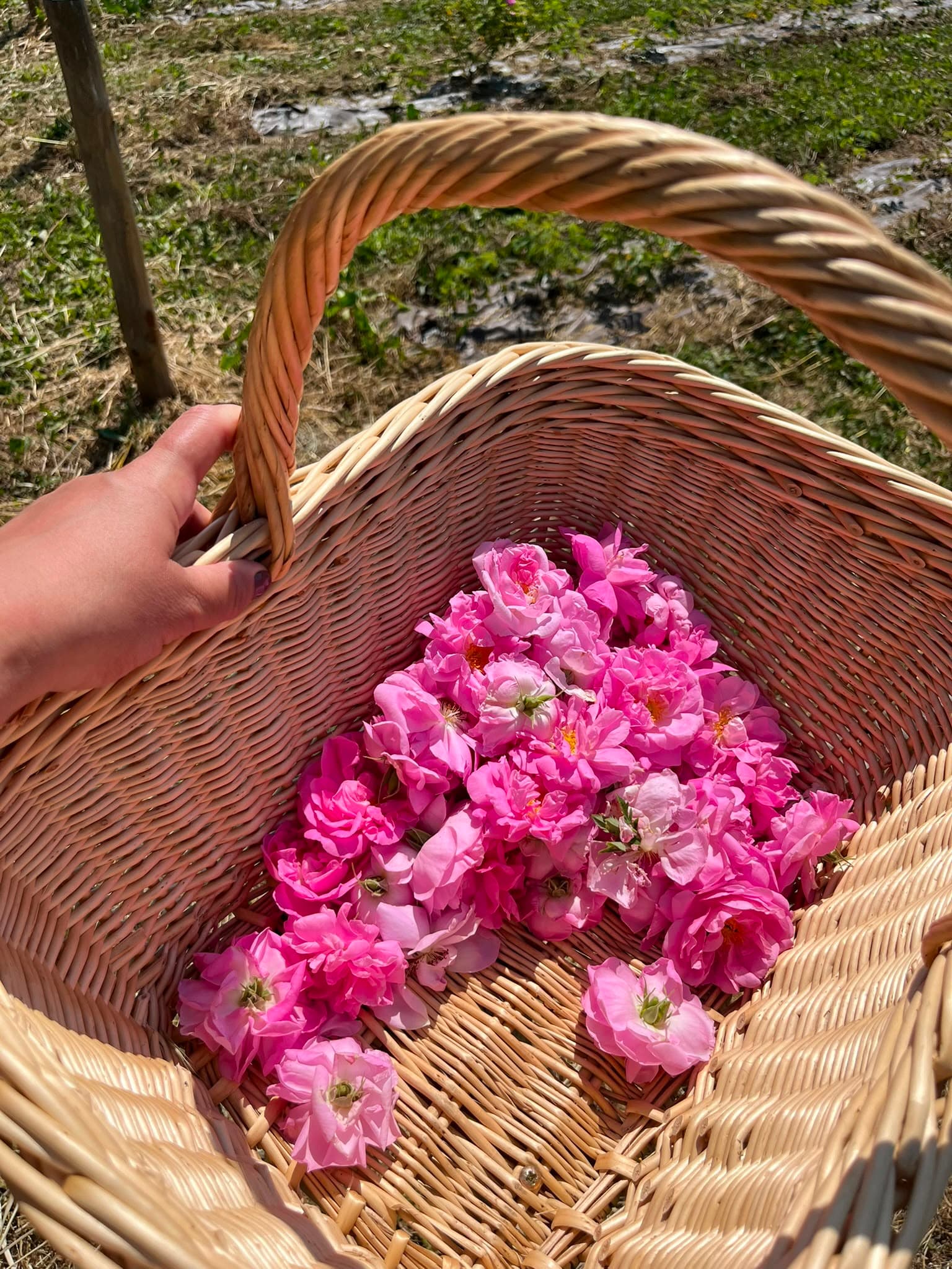 Panier d’osier rempli de roses de mai fraîchement cueillies
